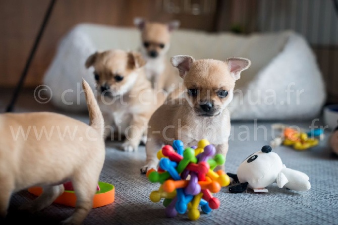 Du Royaume De Janna - Nouveau chiots visibles en direct web cam !!!!!