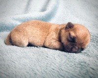 CHIOT
