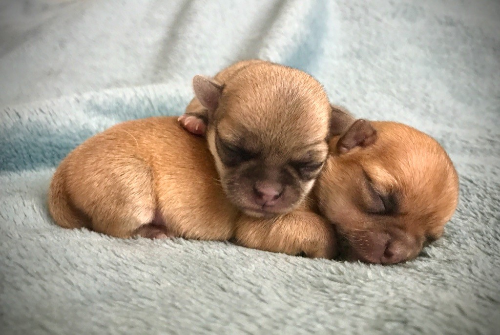 Chiot Chihuahua Du Royaume De Janna